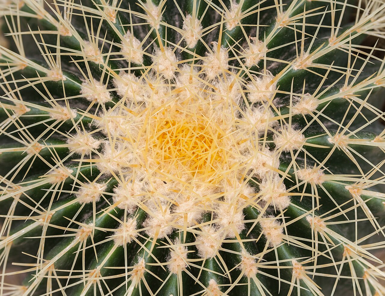 Echinocactus grusonii pestovanie v kvetináči na slnečnom mieste