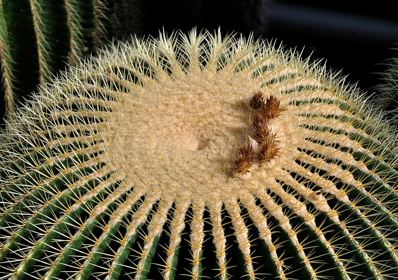 Detail guľovitého kaktusu Echinocactus grusonii