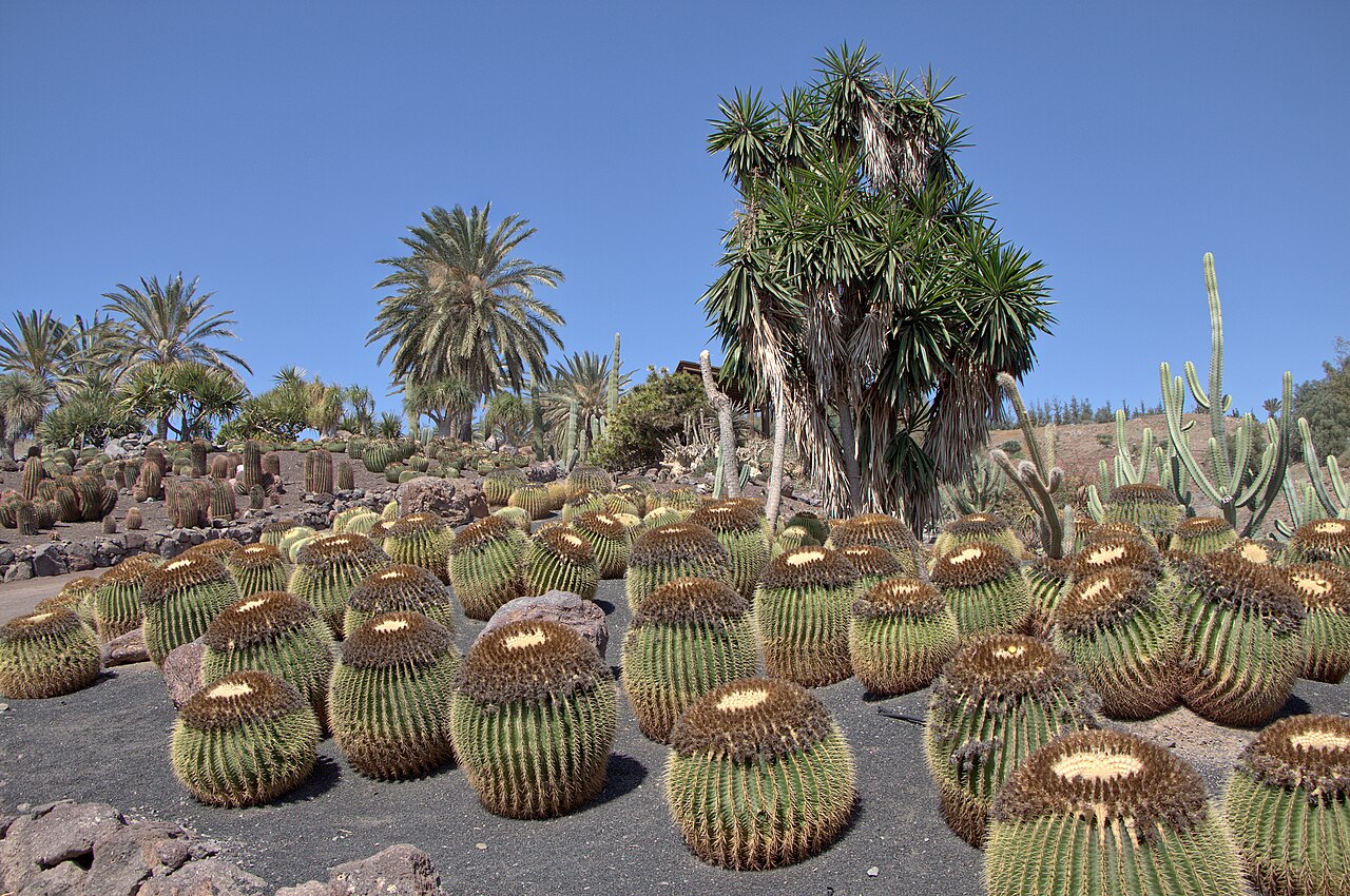 Echinocactus grusonii v priepustnom substráte