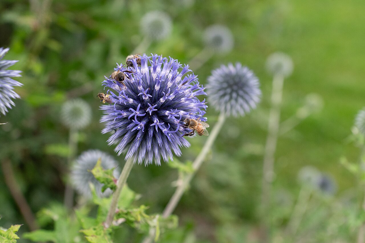 Echinops ritro v letnom záhone na slnečnom stanovišti
