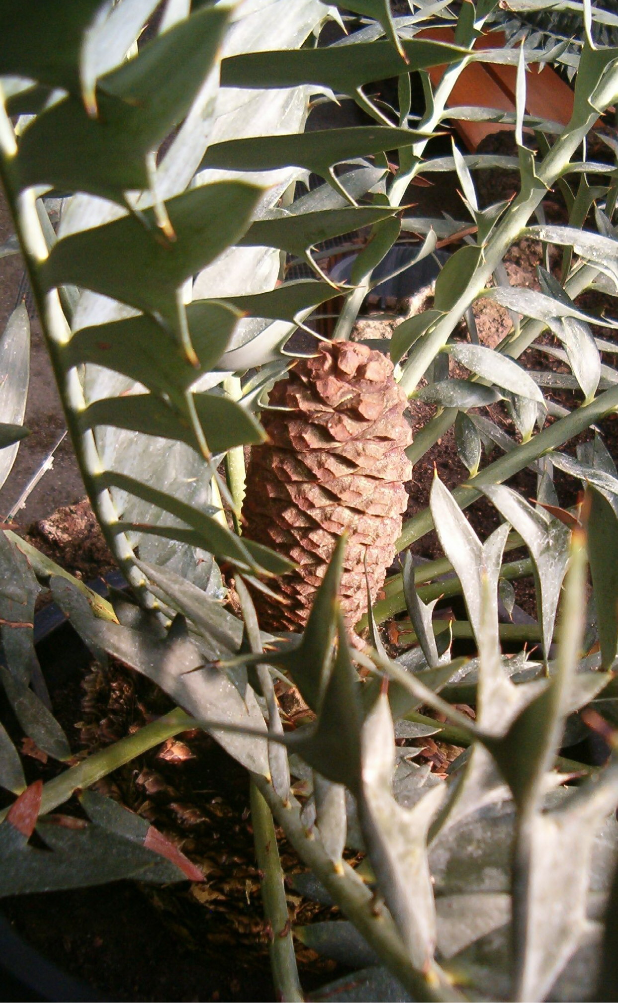 Starostlivosť o Encephalartos horridus v interiéri