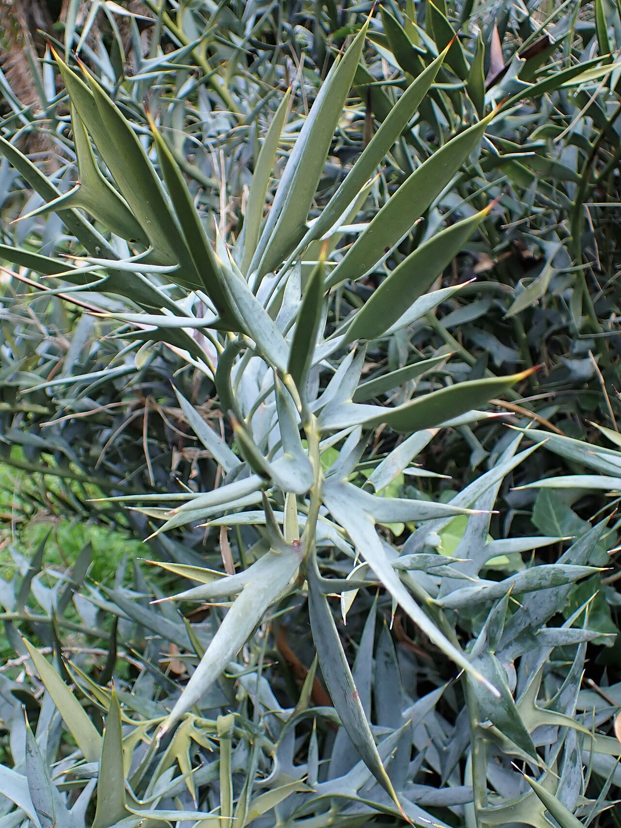 Encephalartos horridus s modrosivými pichľavými listami