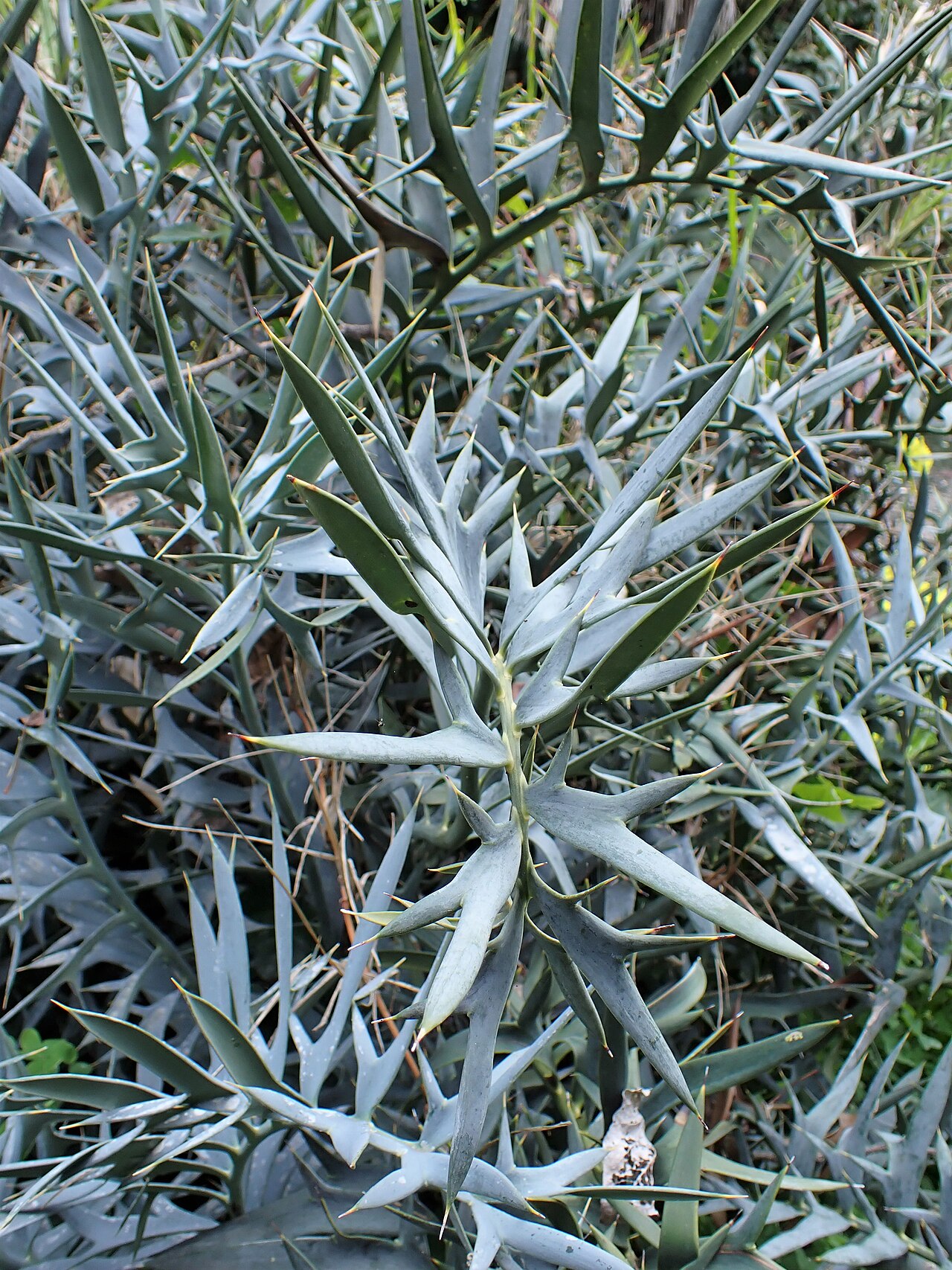 Detail listov rastliny Encephalartos horridus