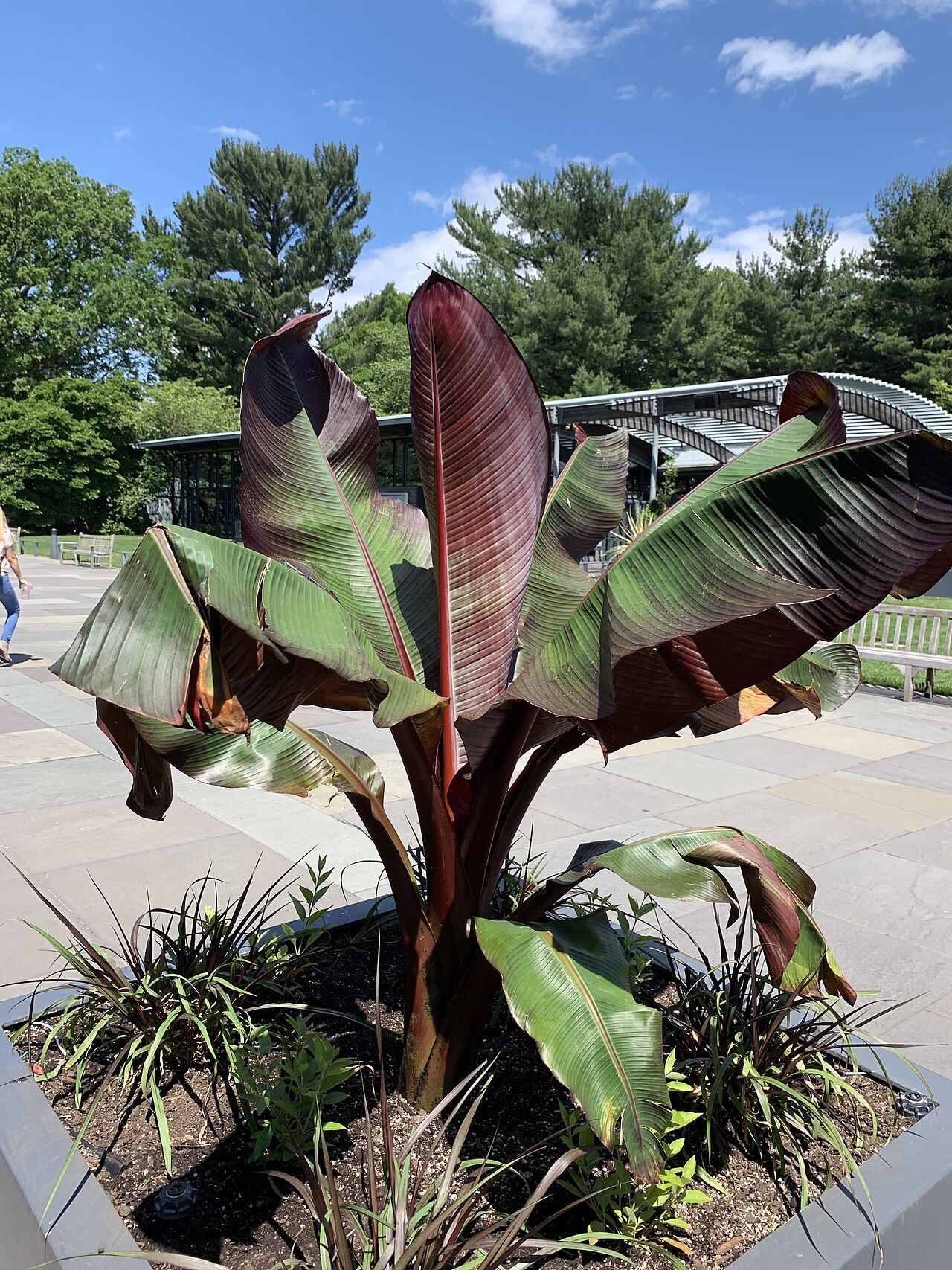 Ensete ventricosum pestovanie v interiéri