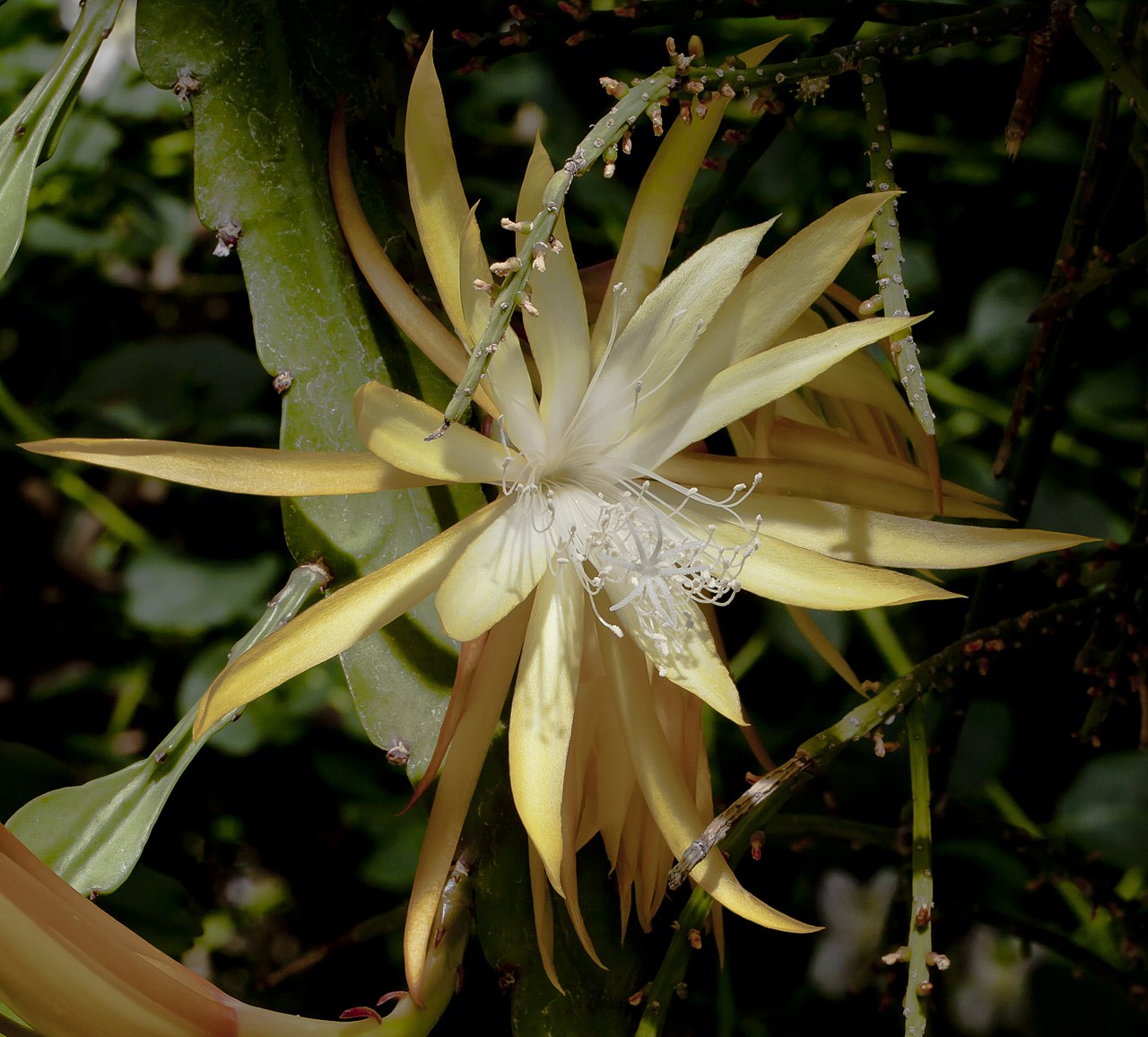 Starostlivosť o Epiphyllum anguliger v interiéri