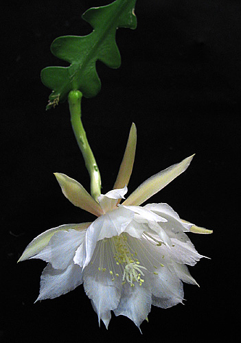 Epiphyllum anguliger s typickými cikcak stonkami