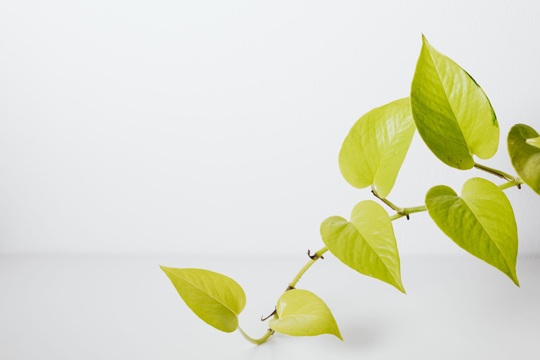 Detail listov Epipremnum Aureum Lemon Meringue