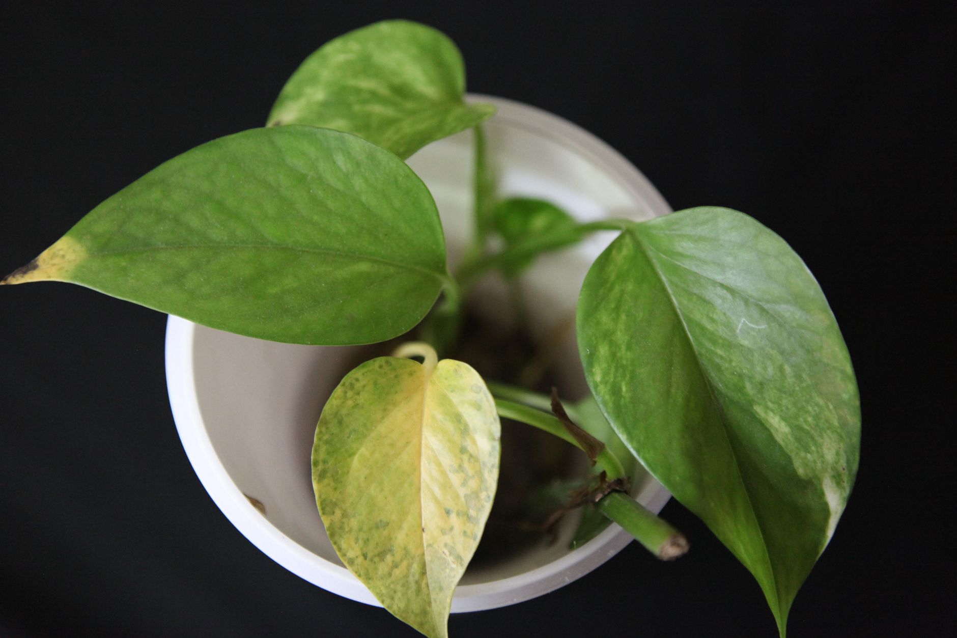 Epipremnum Aureum Lemon Meringue pestovanie v interiéri