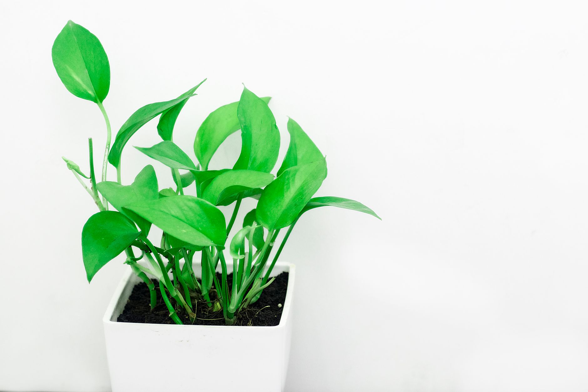 Epipremnum hicolor v závesnom kvetináči