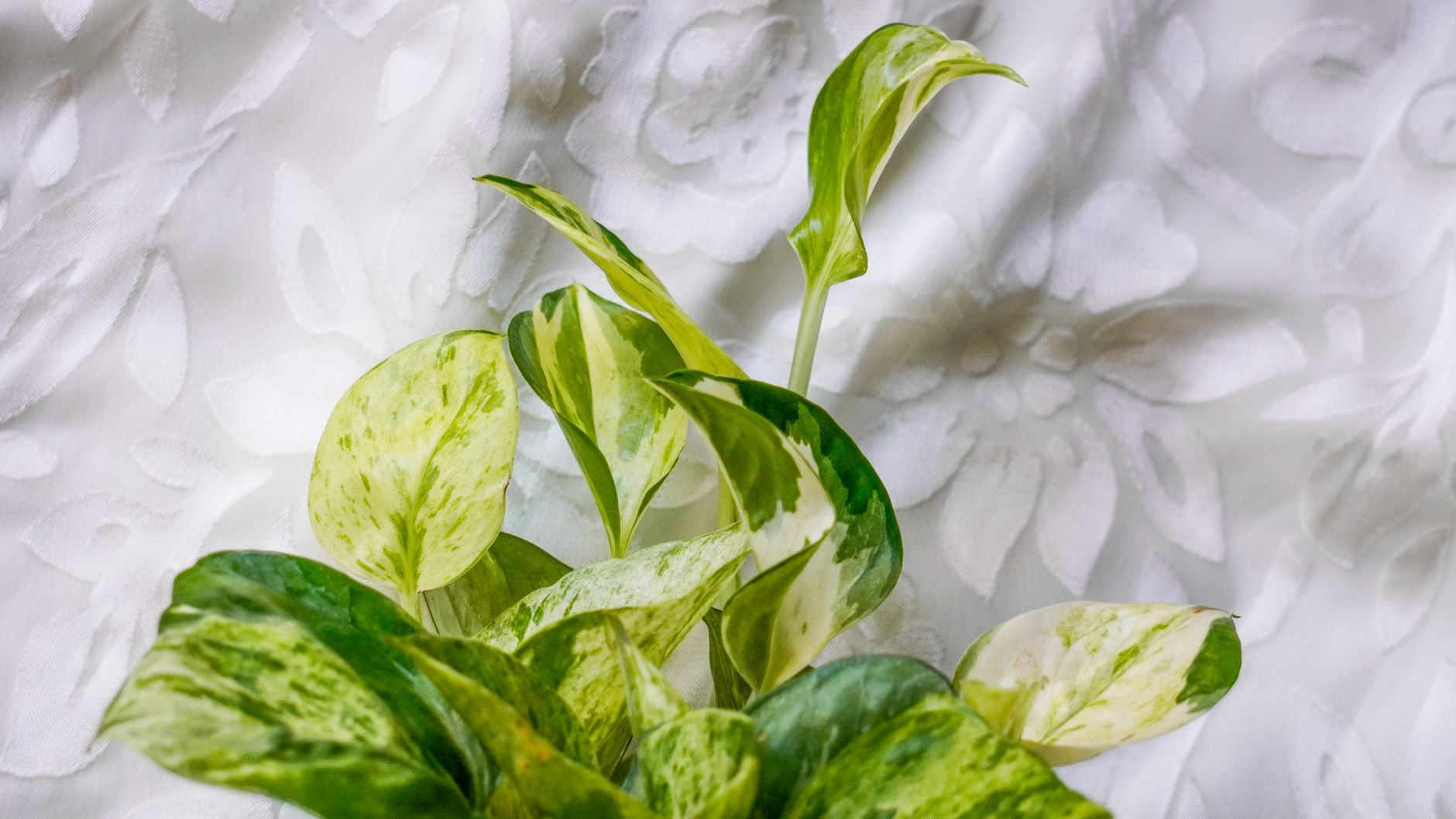 Popínavé výhony rastliny Epipremnum Aureum Lemon Meringue