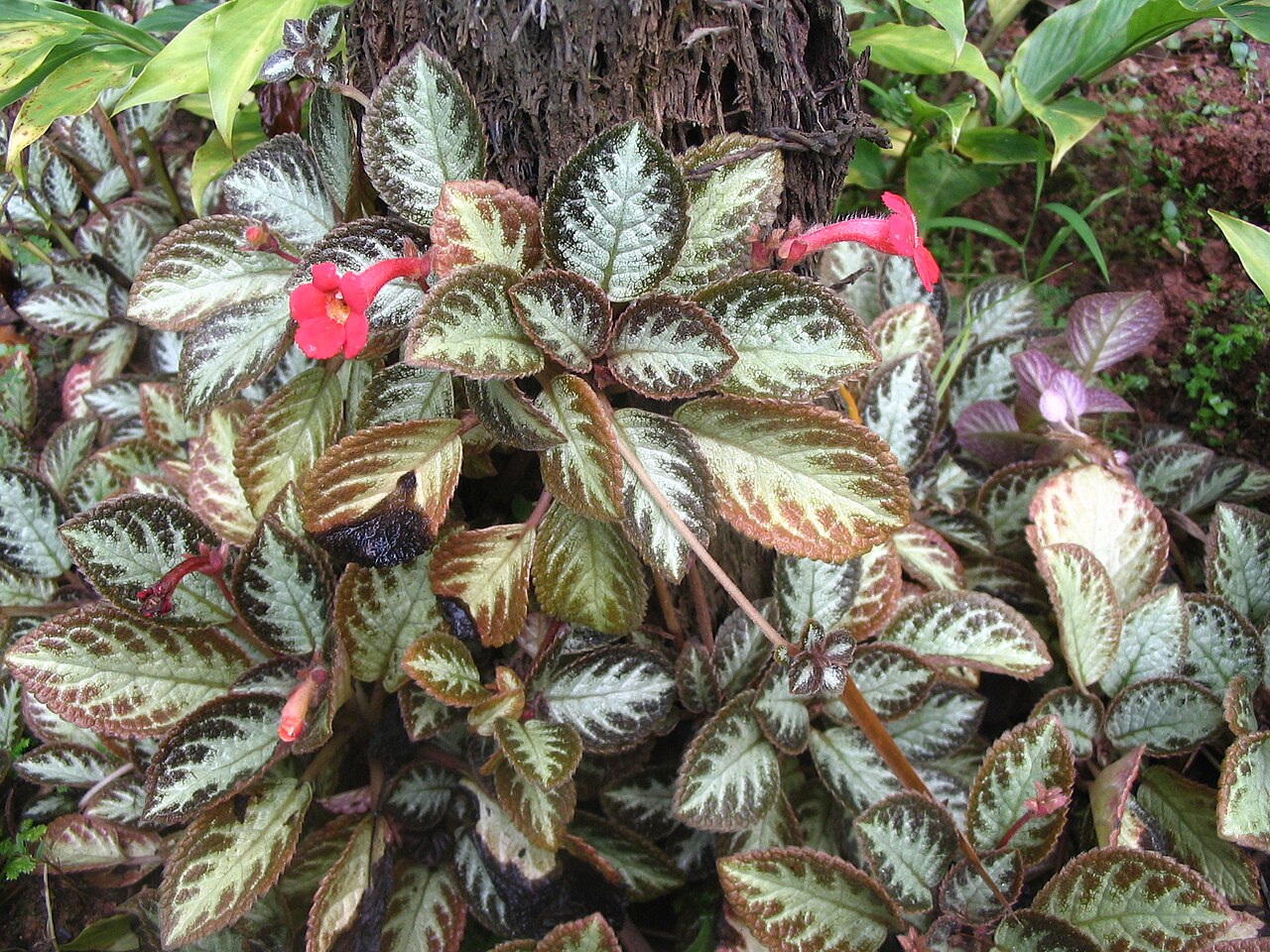 Starostlivosť o Episcia cupreata a detail zamatových listov