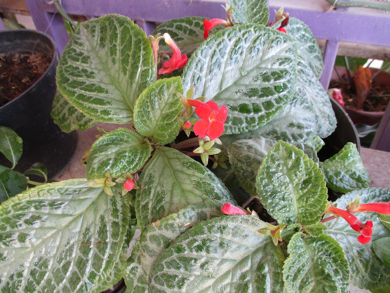 Episcia cupreata s červenými rúrkovitými kvetmi