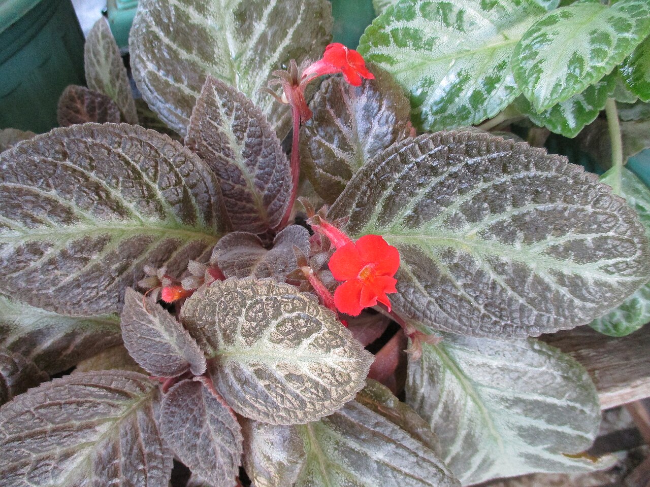 Detail listov rastliny Episcia cupreata s kovovým leskom