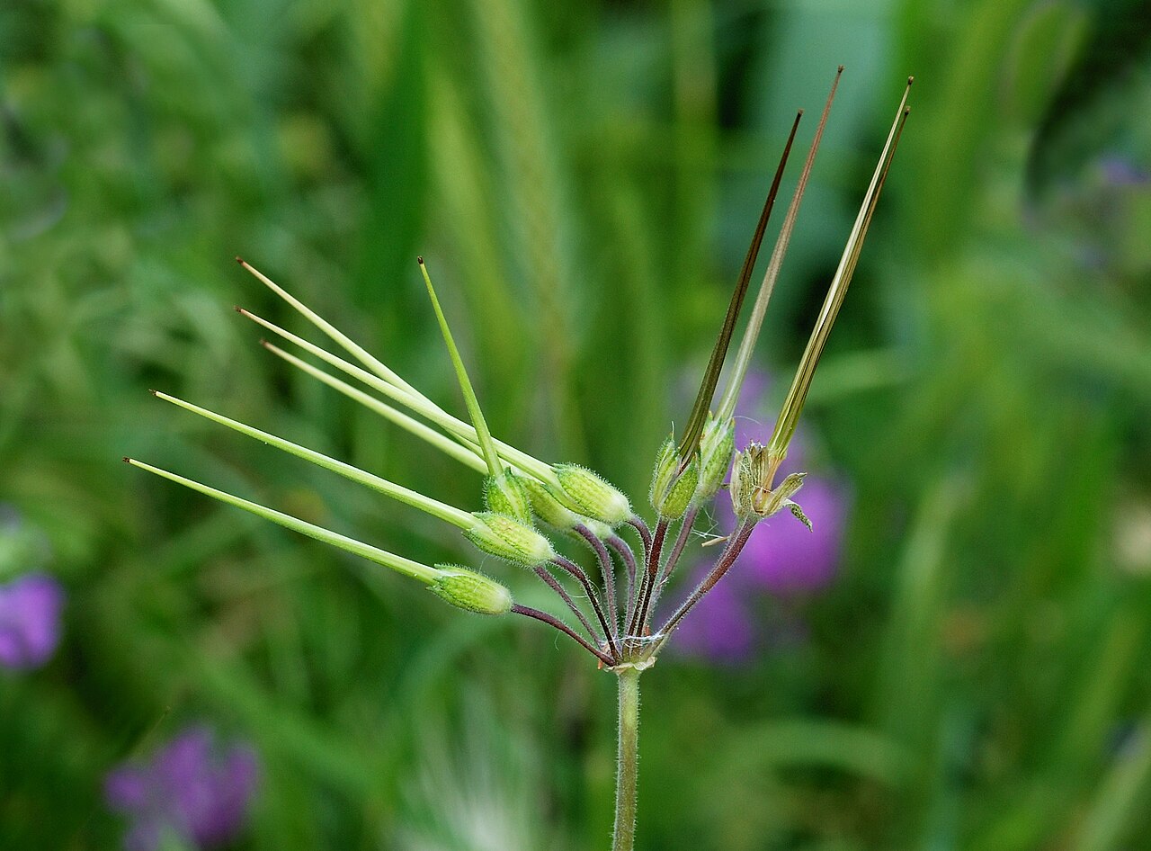 Erodium malacoides pestovanie v kvetináči na svetlom mieste