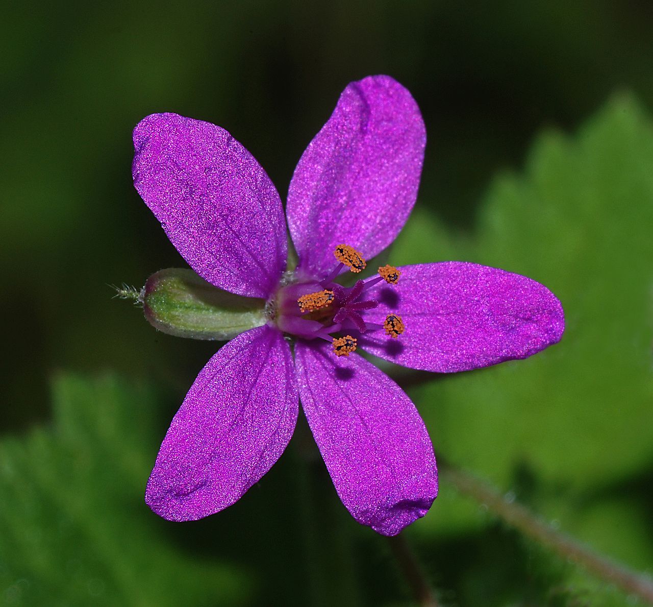 Detail kvetov rastliny Erodium malacoides