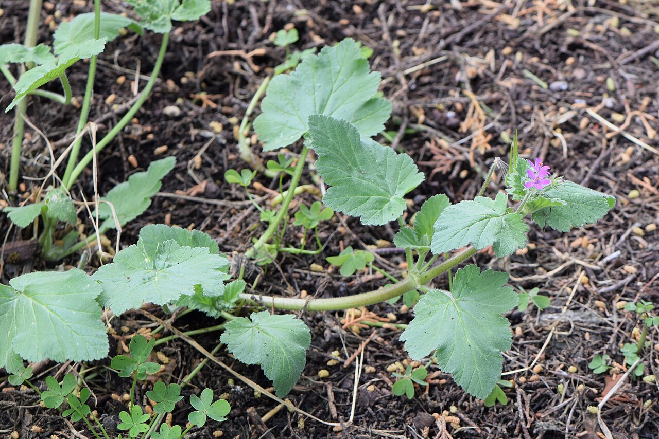 Sivastozelené listy Erodium malacoides