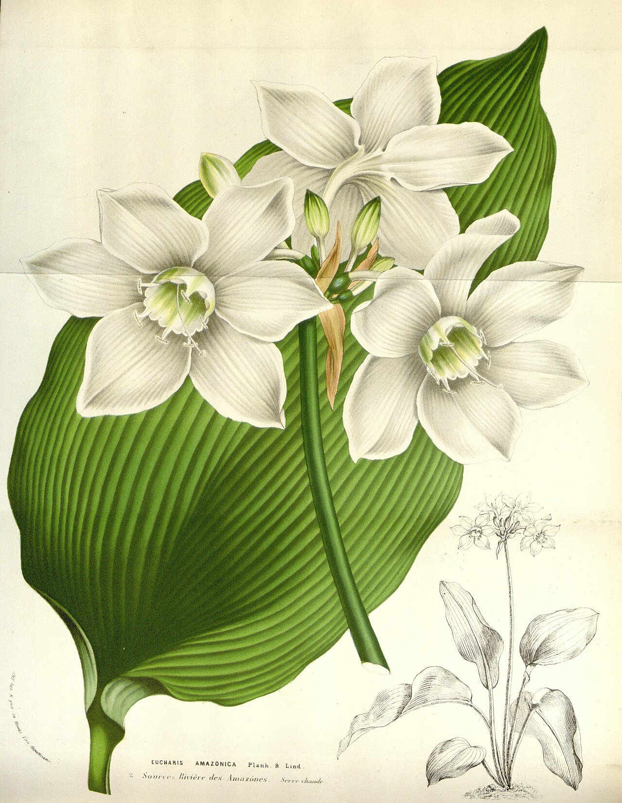 Starostlivosť o Eucharis amazonica v interiéri