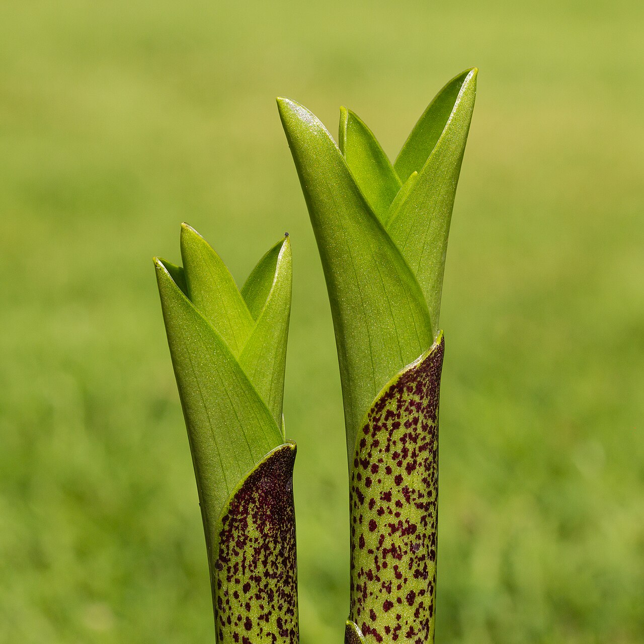 Starostlivosť o Eucomis bicolor a detail kvitnúcej rastliny