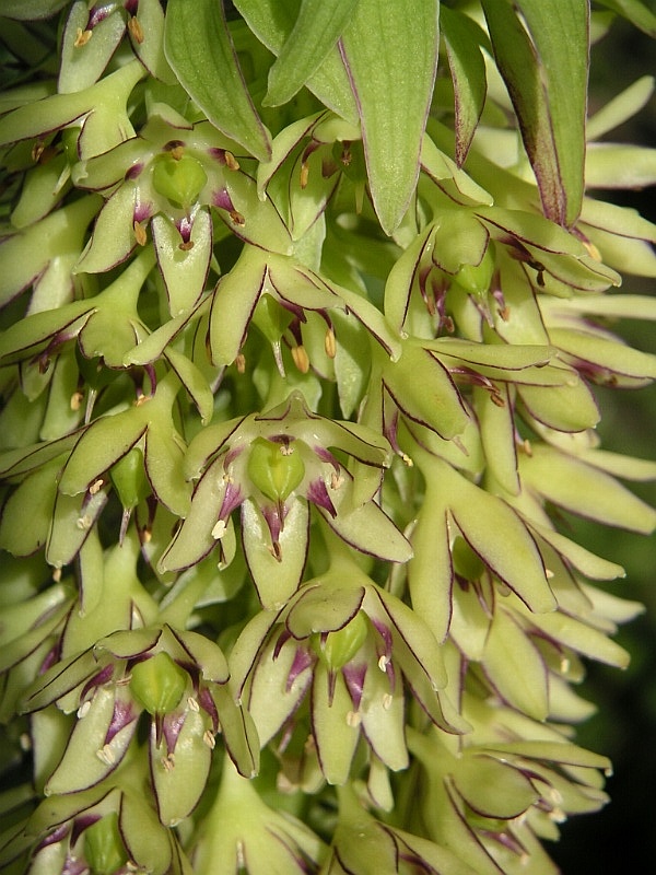 Eucomis bicolor s typickým súkvetím pripomínajúcim ananás