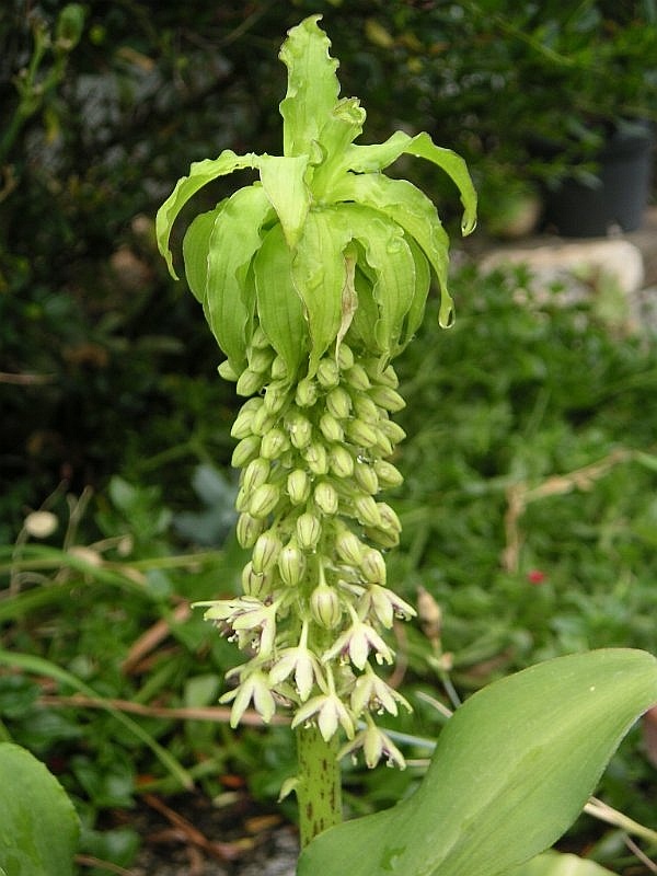 Listy Eucomis bicolor s tmavozelenou farbou a purpurovým okrajom