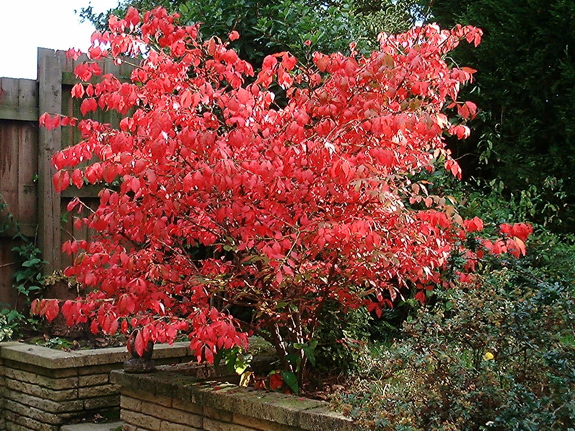 Starostlivosť o Euonymus alatus a jeho výrazné jesenné sfarbenie