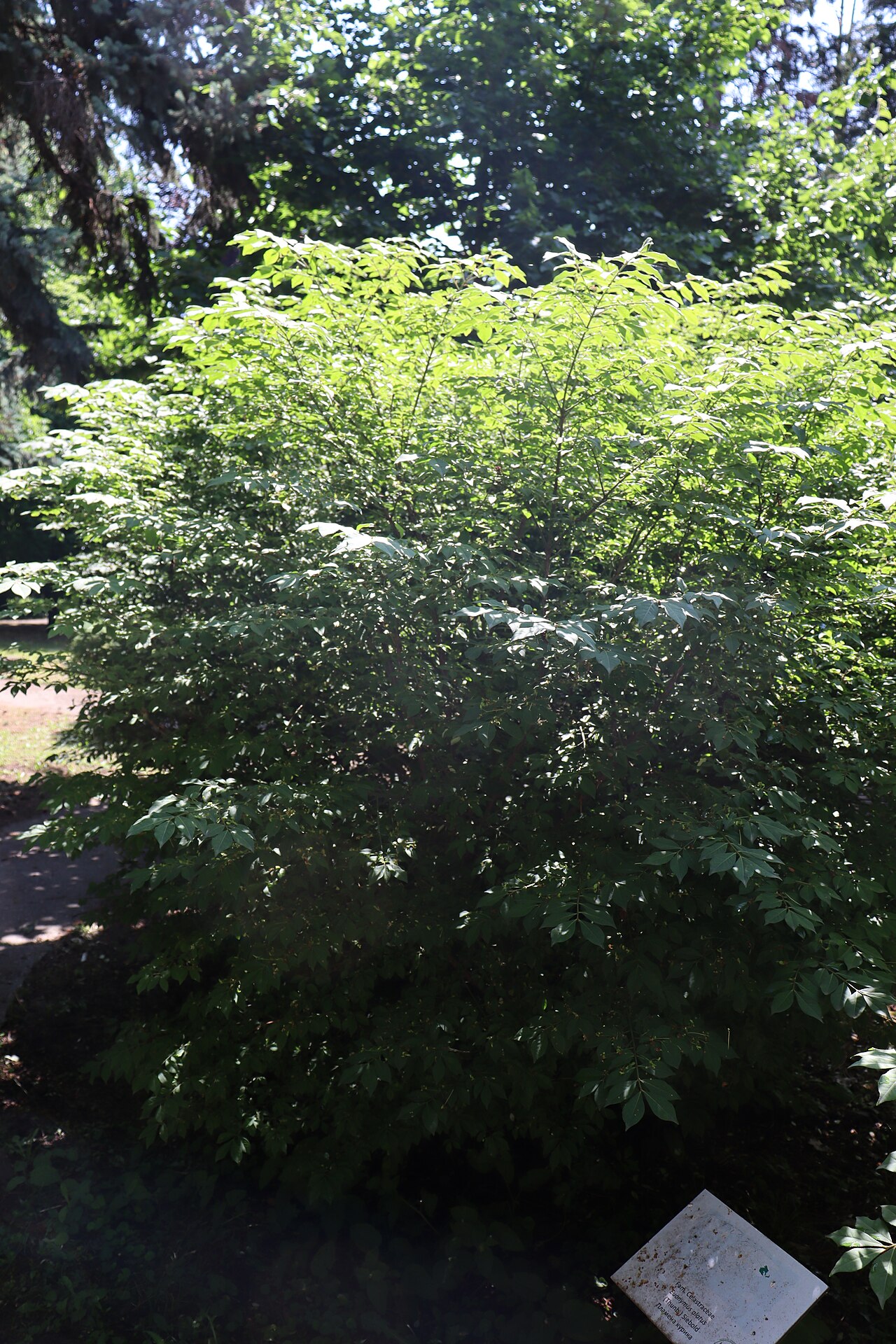 Euonymus alatus s červenými listami na jeseň