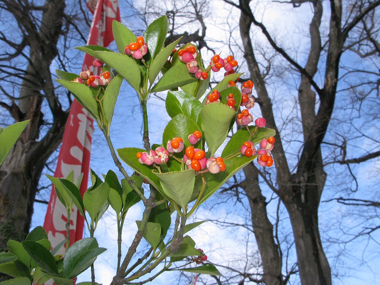 Starostlivosť o Euonymus japonicus a detail lesklých listov