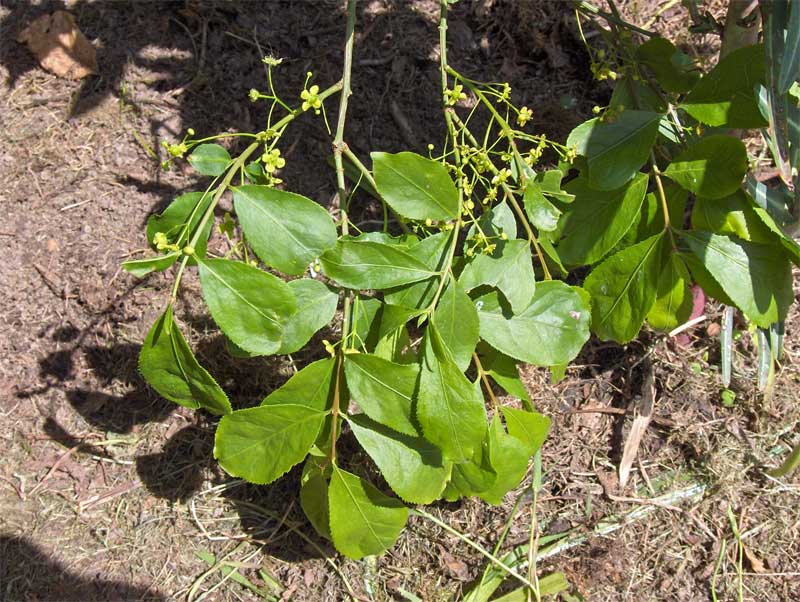 Euonymus japonicus v kvetináči na svetlom mieste