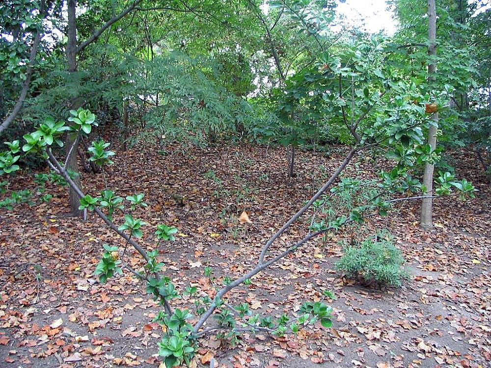 Panašované listy rastliny Euonymus japonicus