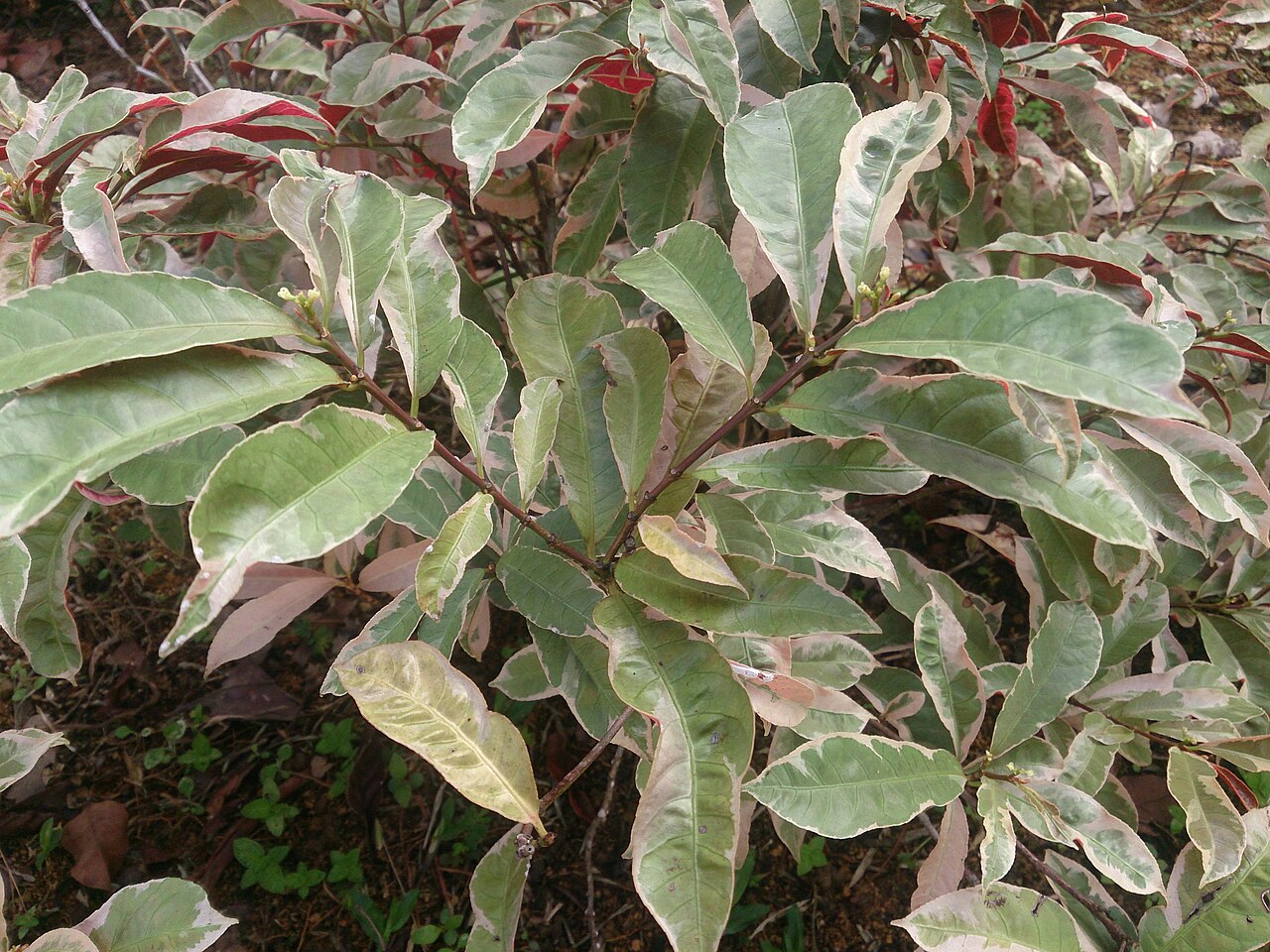 Detail tmavozelených listov a červenofialového rubu rastliny Excoecaria cochinchinensis