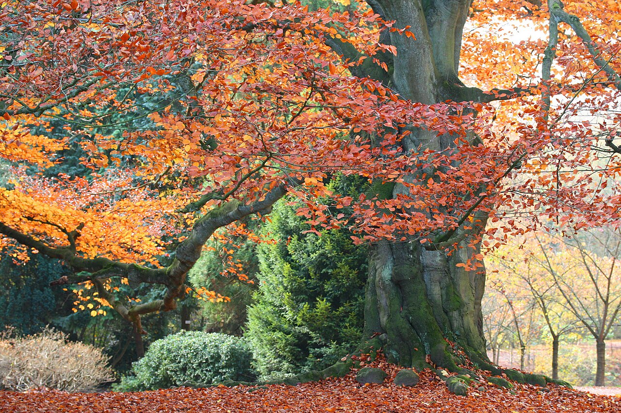 Starostlivosť o Fagus sylvatica pri pestovaní v nádobe