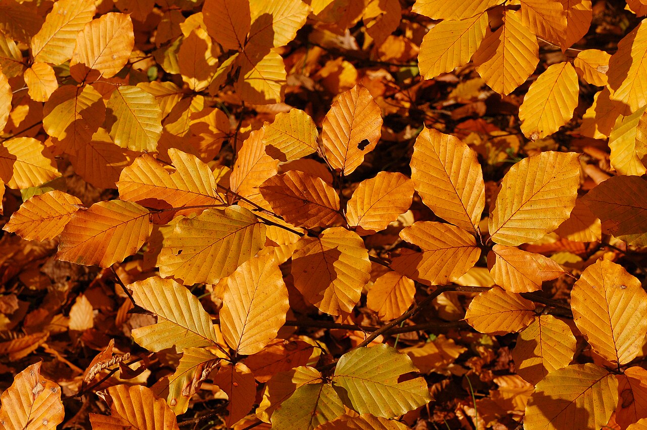 Detail listov rastliny Fagus sylvatica