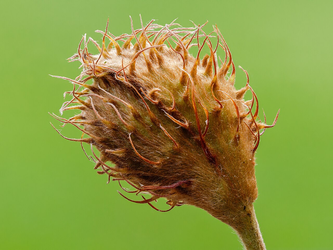 Hladký sivý kmeň Fagus sylvatica