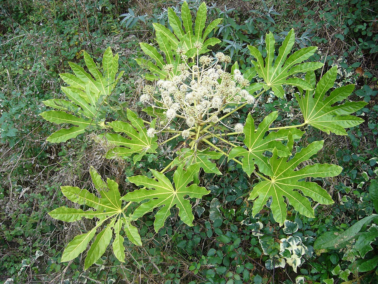 Starostlivosť o Fatsia japonica v interiéri