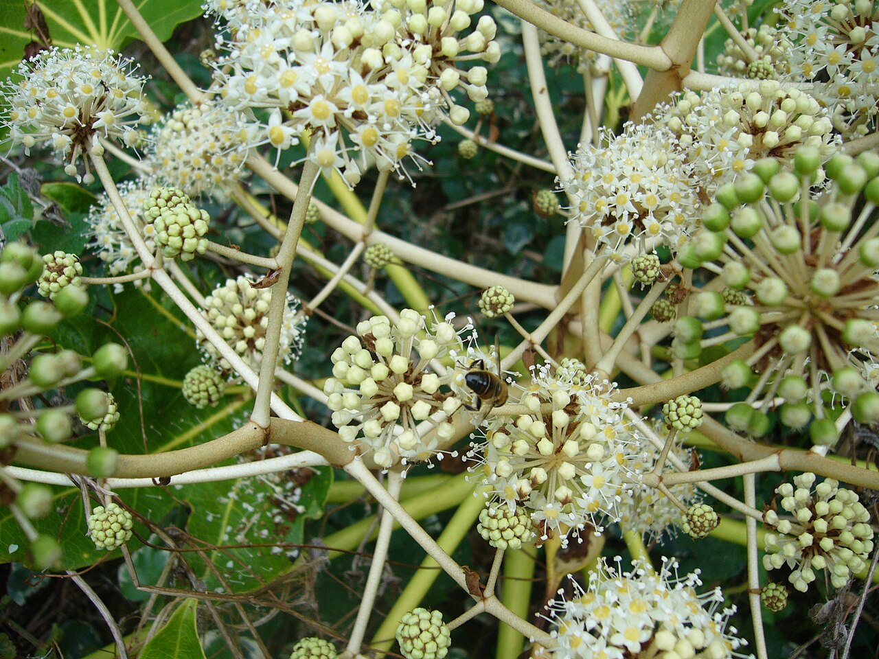 Veľké lesklé listy rastliny Fatsia japonica