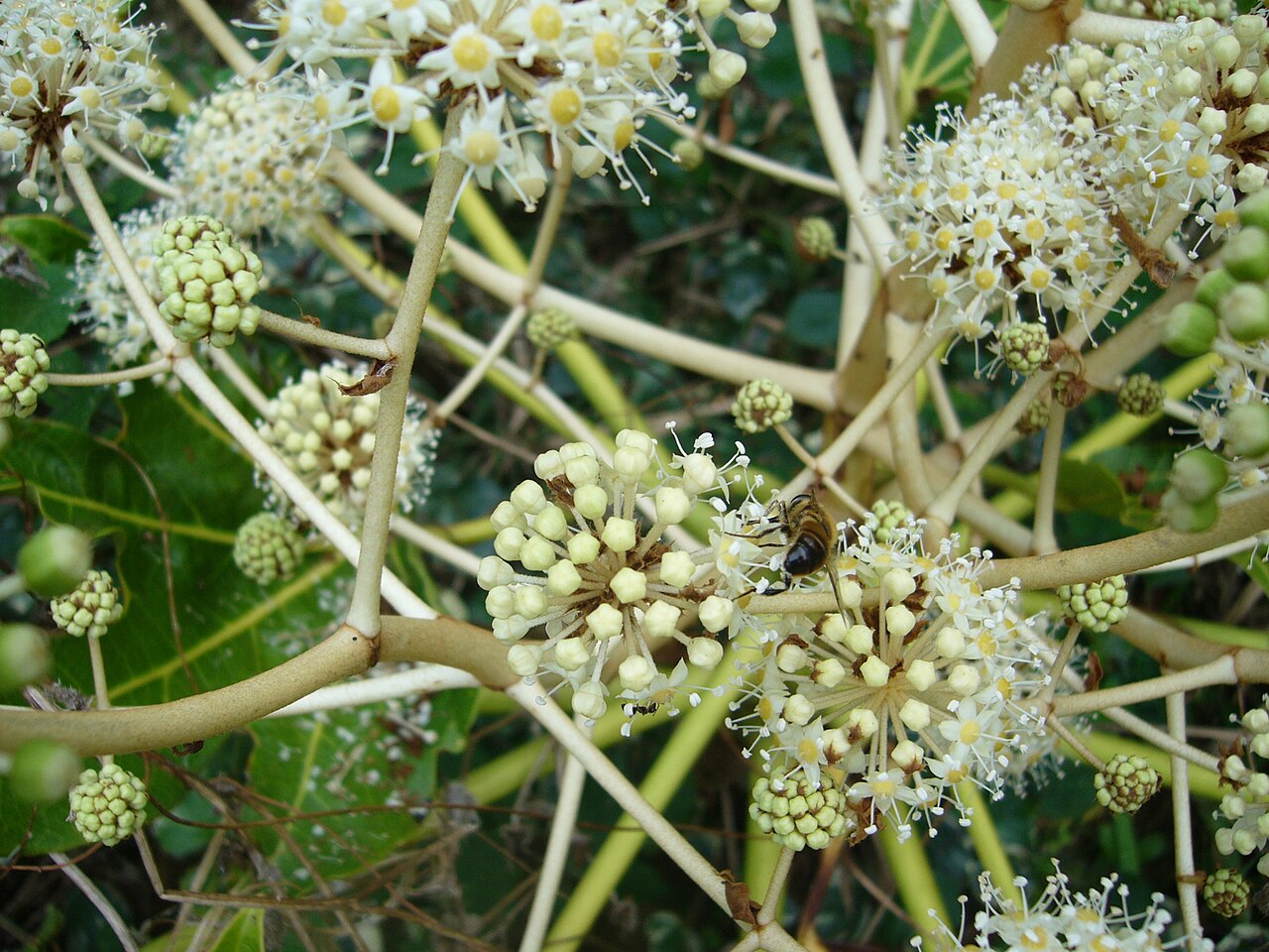 Fatsia japonica ako dekoratívna izbová rastlina