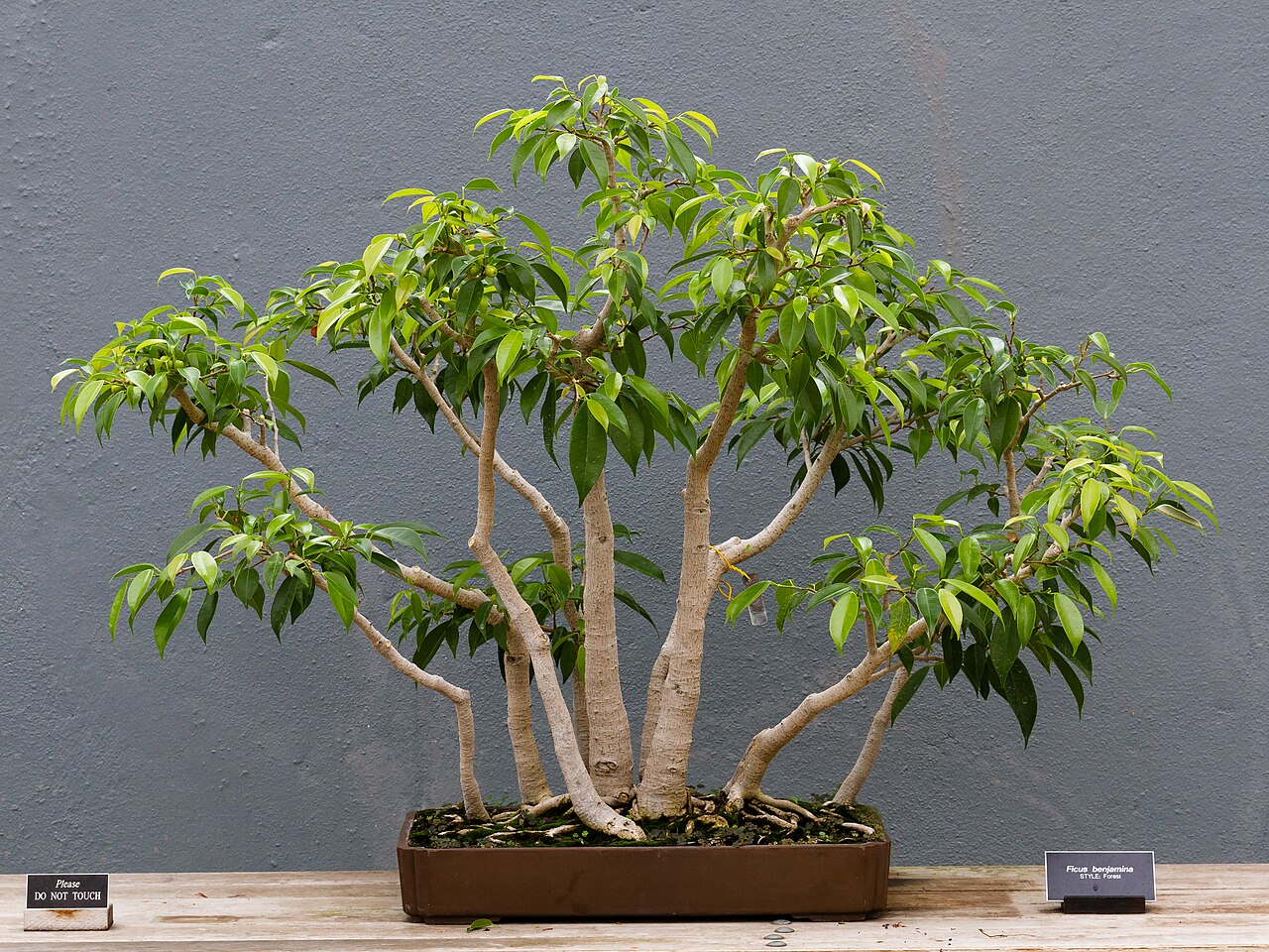 Starostlivosť o Ficus benjamina v domácom interiéri
