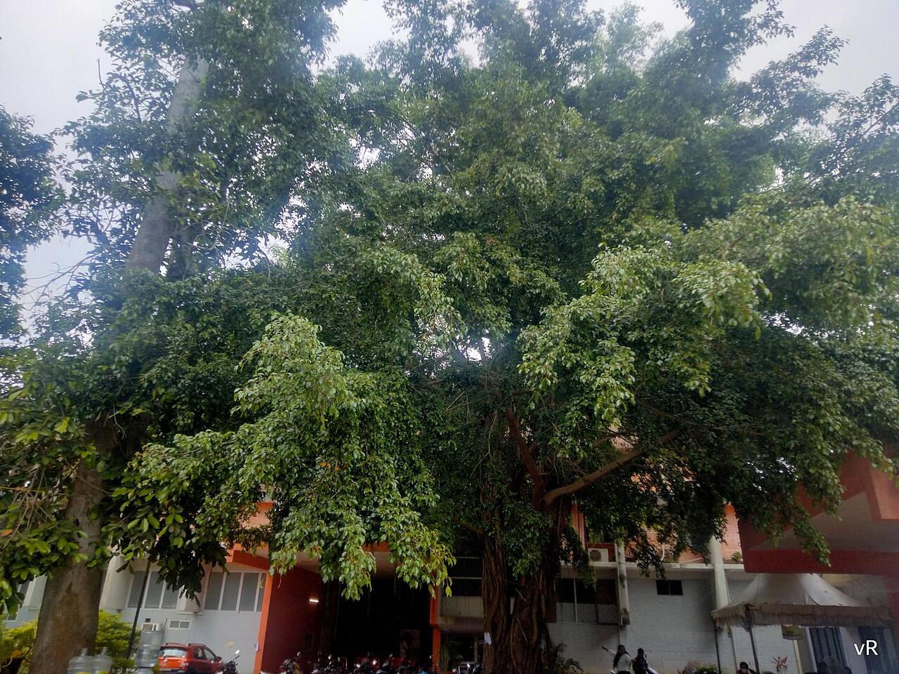 Lesklé listy rastliny Ficus benjamina