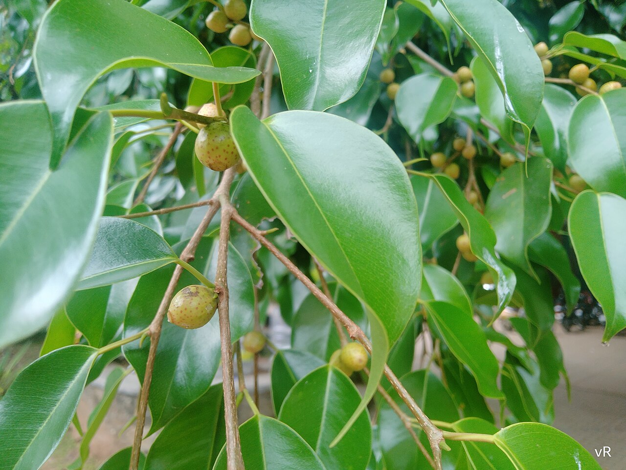 Ficus benjamina v kvetináči pri okne