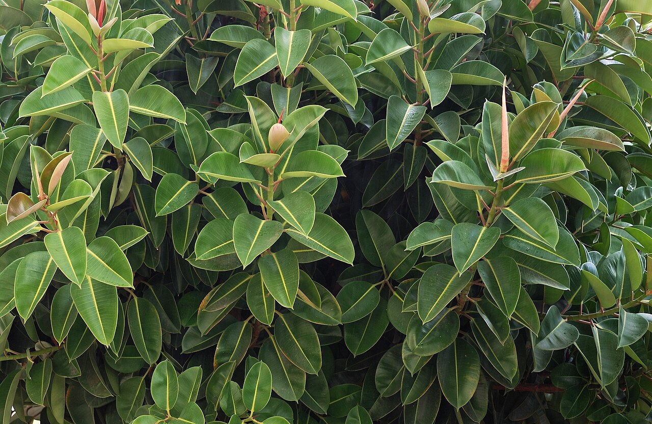 Veľké lesklé listy rastliny Ficus elastica