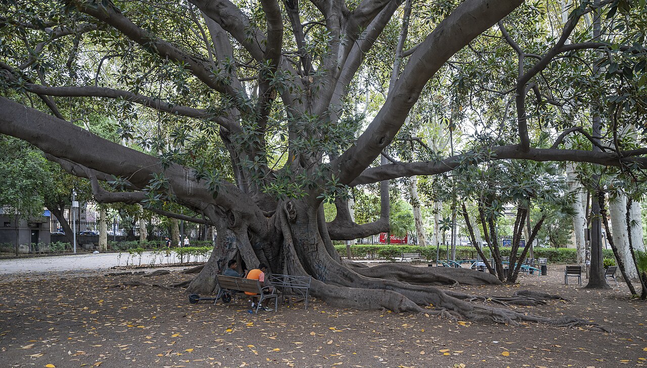 Ficus elastica v kvetináči pri okne