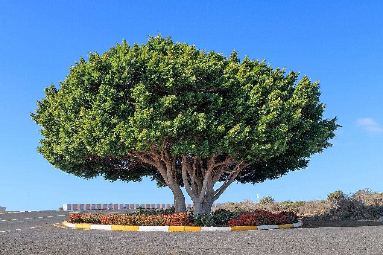 Starostlivosť o Ficus microcarpa v interiéri