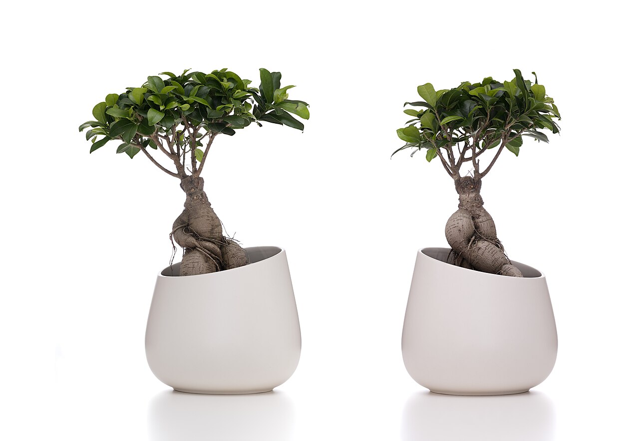 Ficus microcarpa s hustými zelenými listami