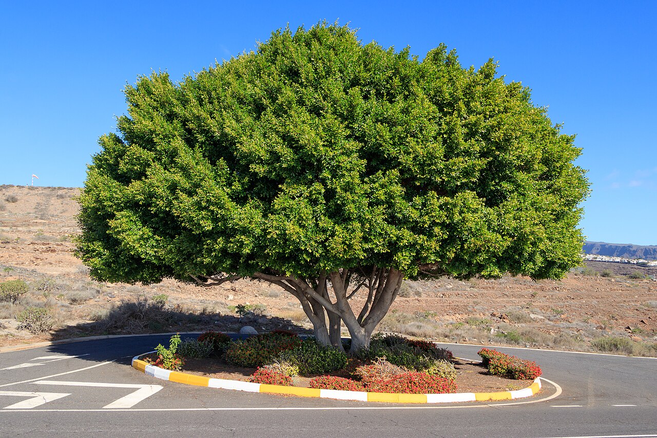Detail listov rastliny Ficus microcarpa
