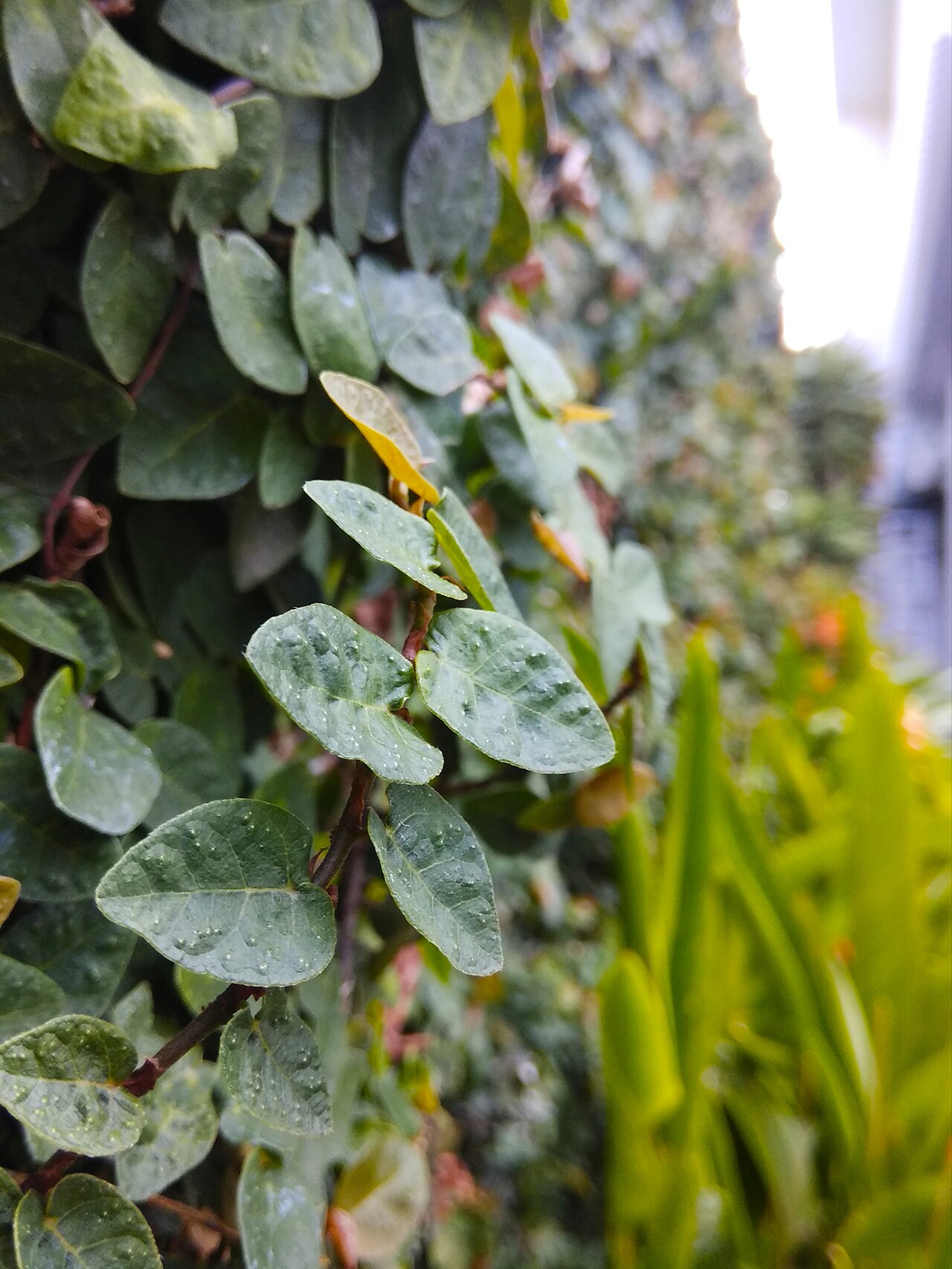 Starostlivosť o Ficus pumila v interiéri