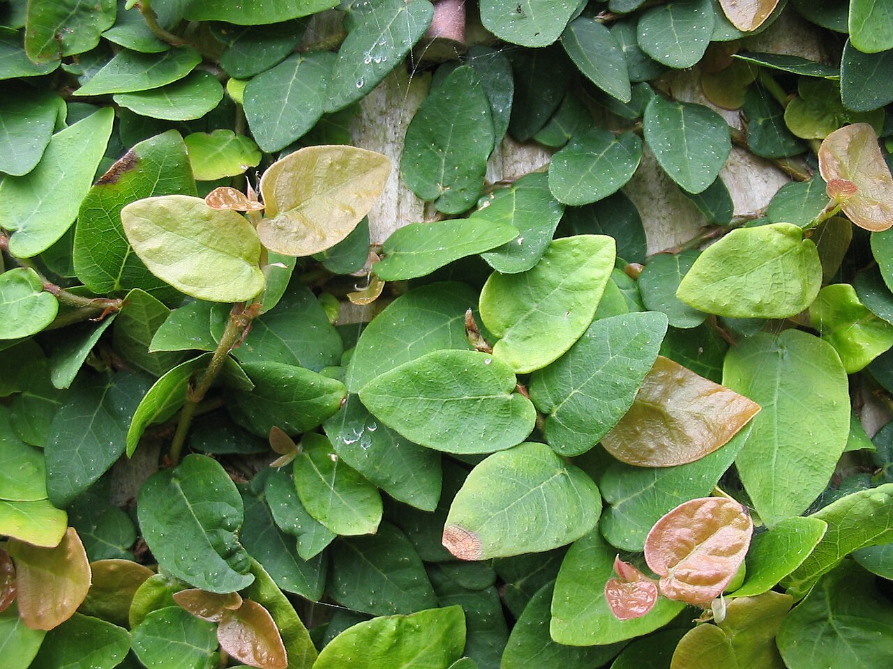 Detail drobných listov rastliny Ficus pumila