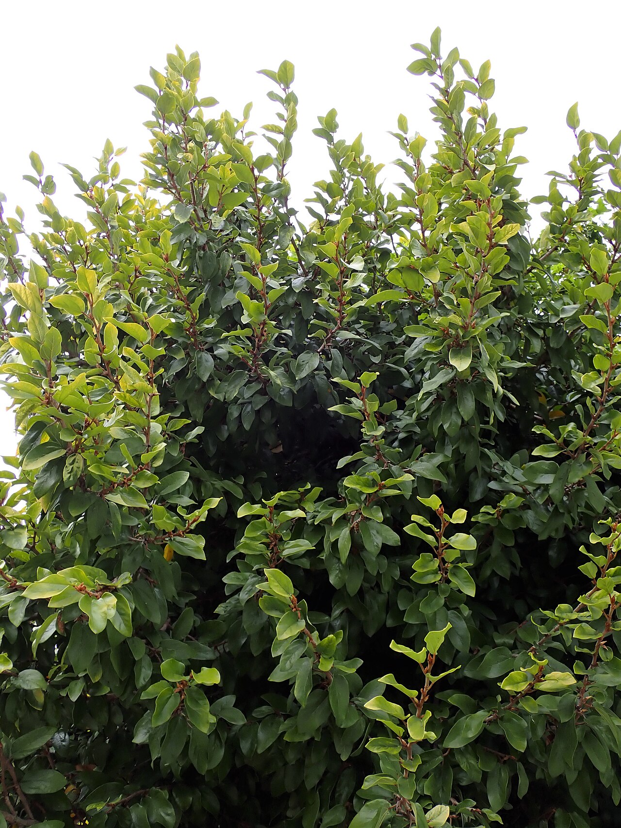 Ficus pumila pestovaný na opore v kvetináči