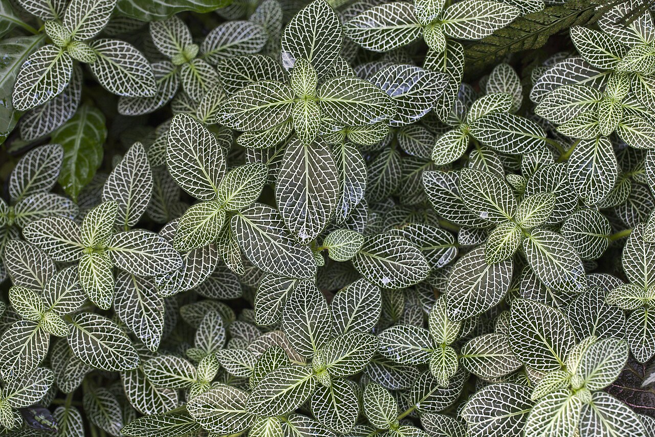Starostlivosť o Fittonia albivenis v interiéri