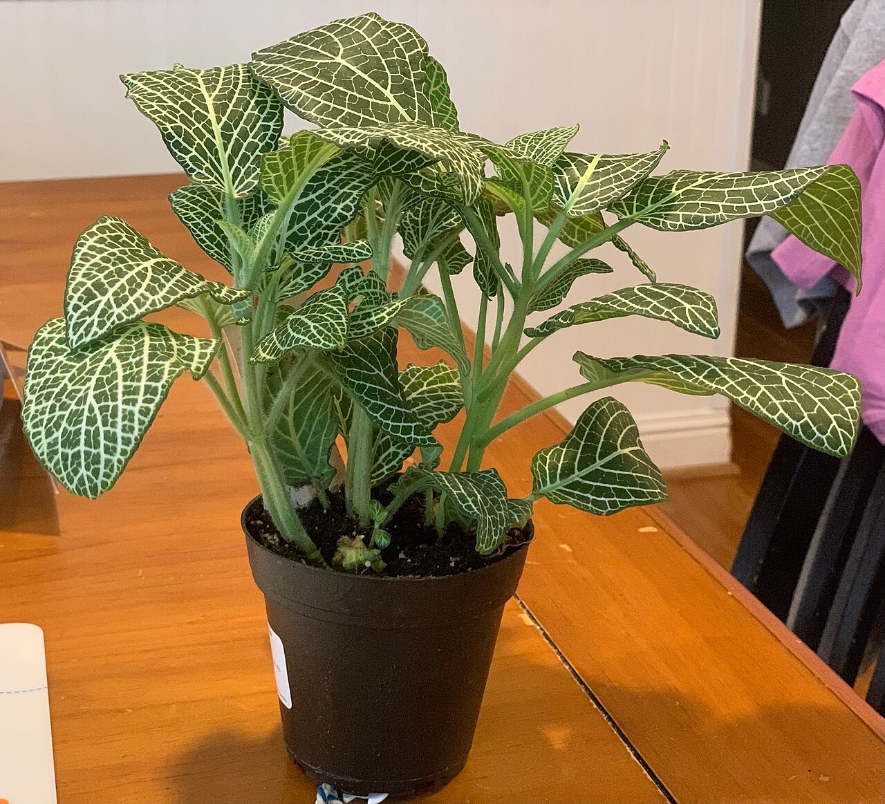 Detail listov rastliny Fittonia albivenis s výraznou žilnatinou