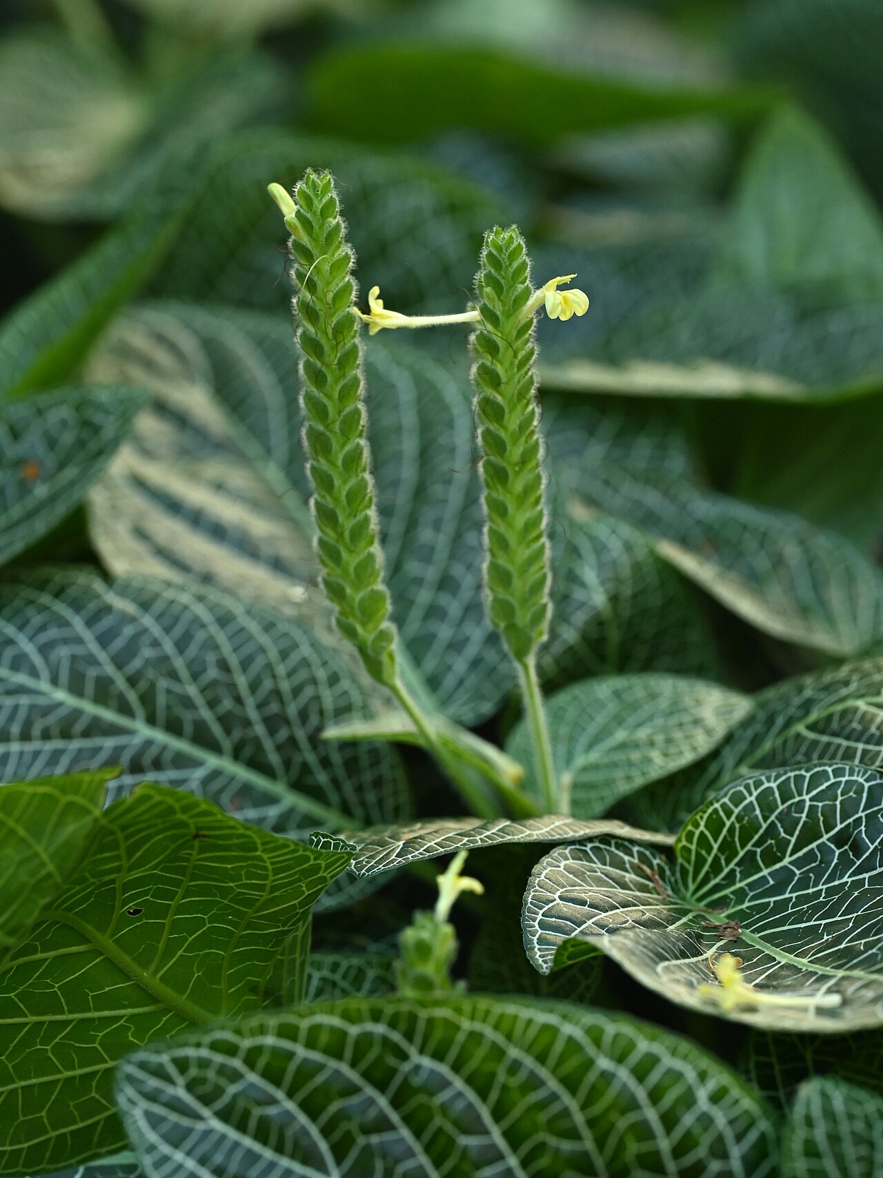 Fittonia albivenis pestovaná v sklenenom teráriu
